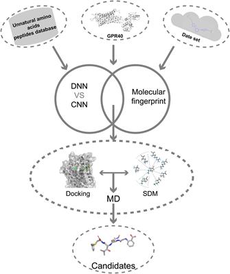 De novo Design of G Protein-Coupled Receptor 40 Peptide Agonists for Type 2 Diabetes Mellitus Based on Artificial Intelligence and Site-Directed Mutagenesis